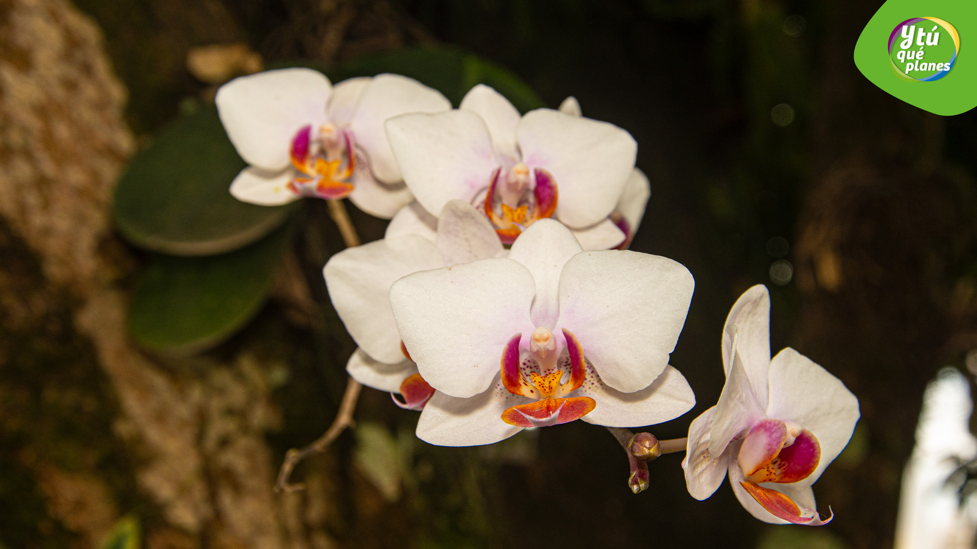 Orquídeas de Moyobamba